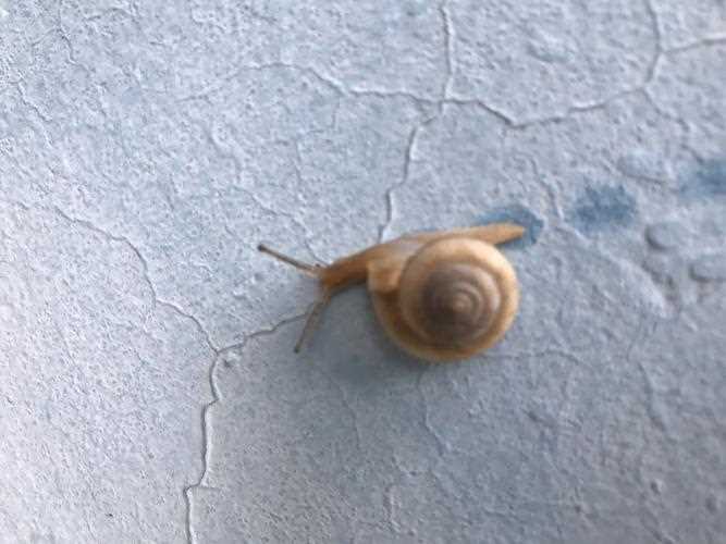 雨后会有不少蜗牛爬到水泥墙上是在做什么_雨后蜗牛为什么爬到水泥墙上攻略