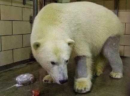 北极熊的皮肤是什么颜色的_北极熊的皮肤是攻略